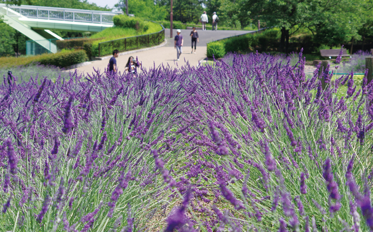 荒子川公園夏休みキッズ教室「親子コケ玉教室」　♦要事前申込