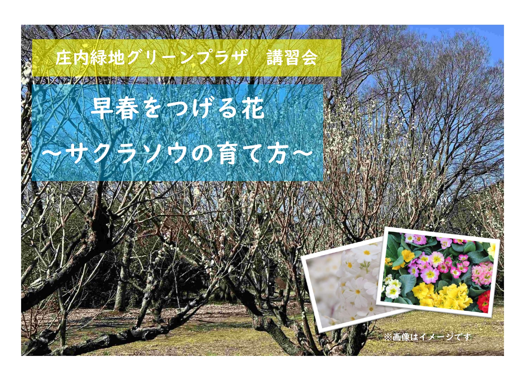 庄内緑地　講習会「早春をつげる花～サクラソウの育て方～」